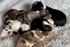 Litter of Coco Chanel From Wiggles4Life