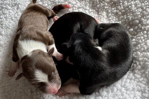 Litter of Coco Chanel From Wiggles4Life