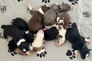 Litter of Coco Chanel From Wiggles4Life