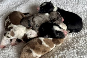 Litter of Coco Chanel From Wiggles4Life