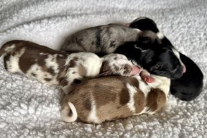 Litter of Coco Chanel From Wiggles4Life