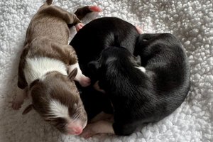 Litter of Coco Chanel From Wiggles4Life
