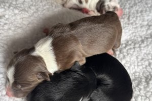 Litter of Coco Chanel From Wiggles4Life