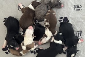 Litter of Coco Chanel From Wiggles4Life
