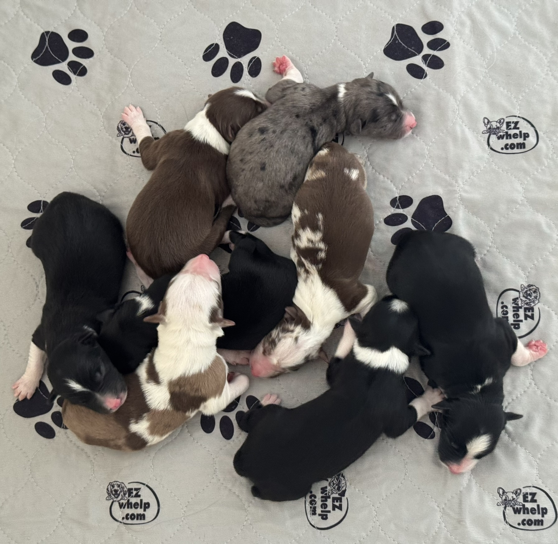 Litter of Coco Chanel From Wiggles4Life