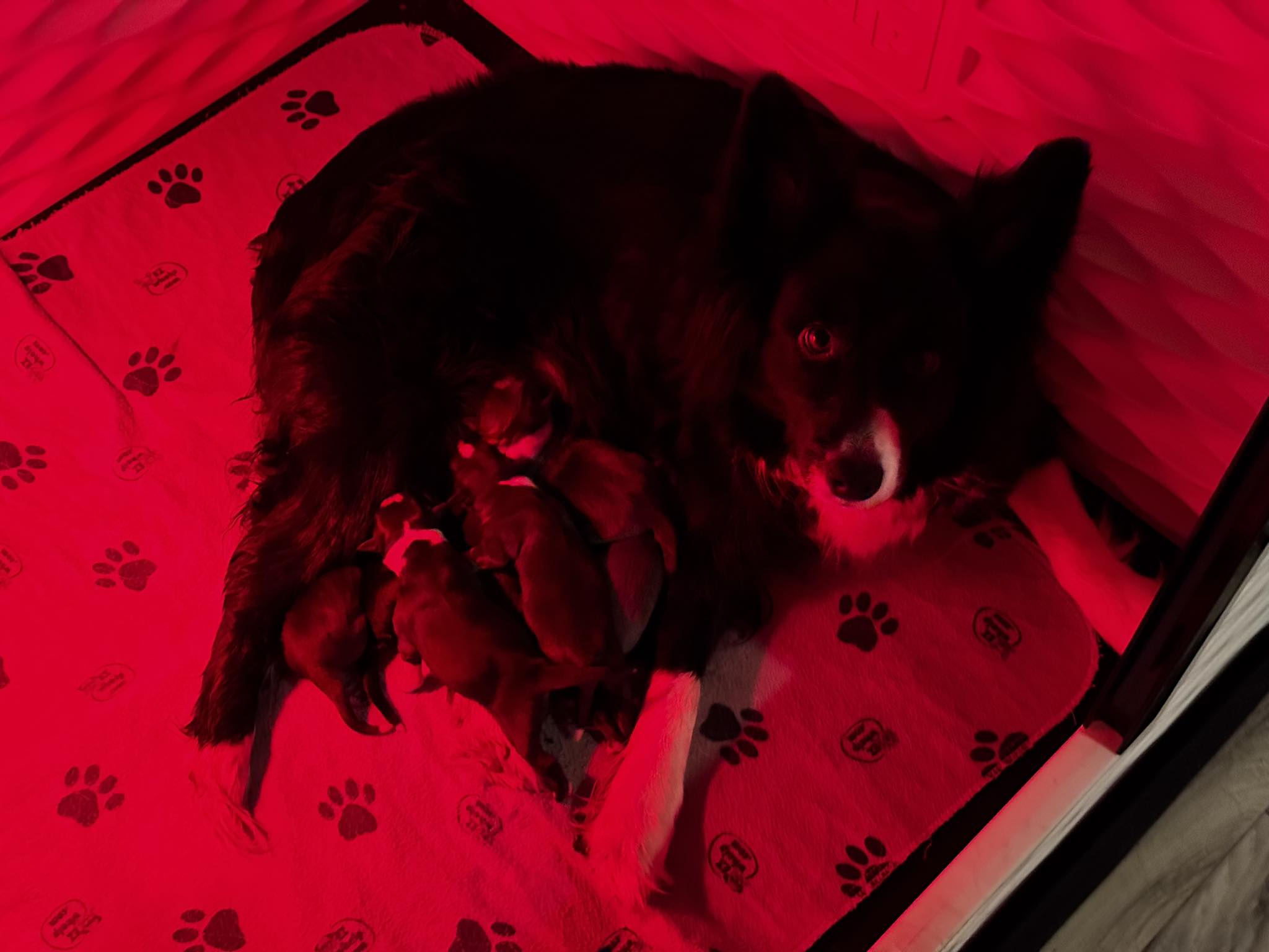 Litter of Coco Chanel From Wiggles4Life