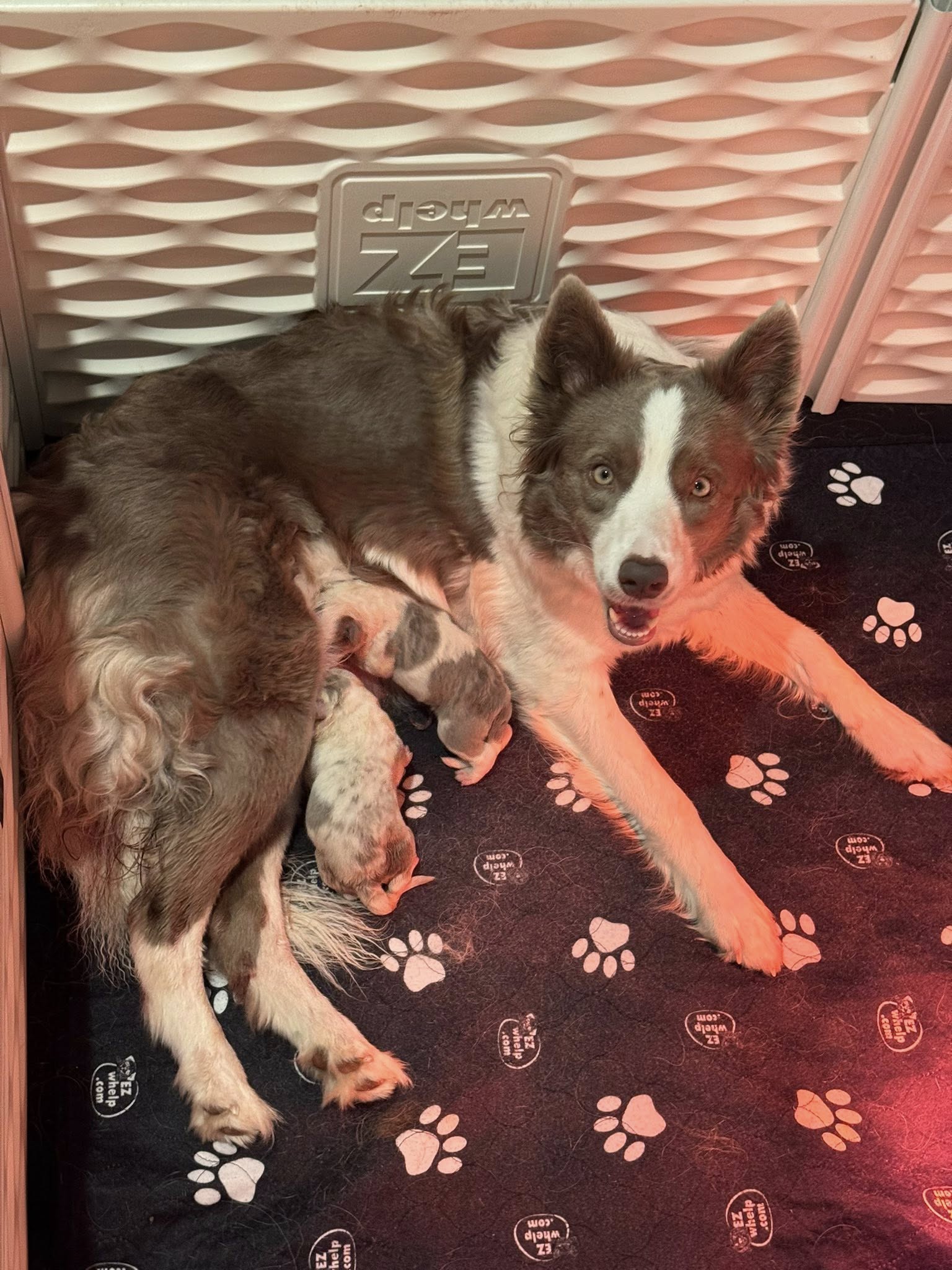 Litter of Oddity's Bailey the Sweet Cream of the Liqueor