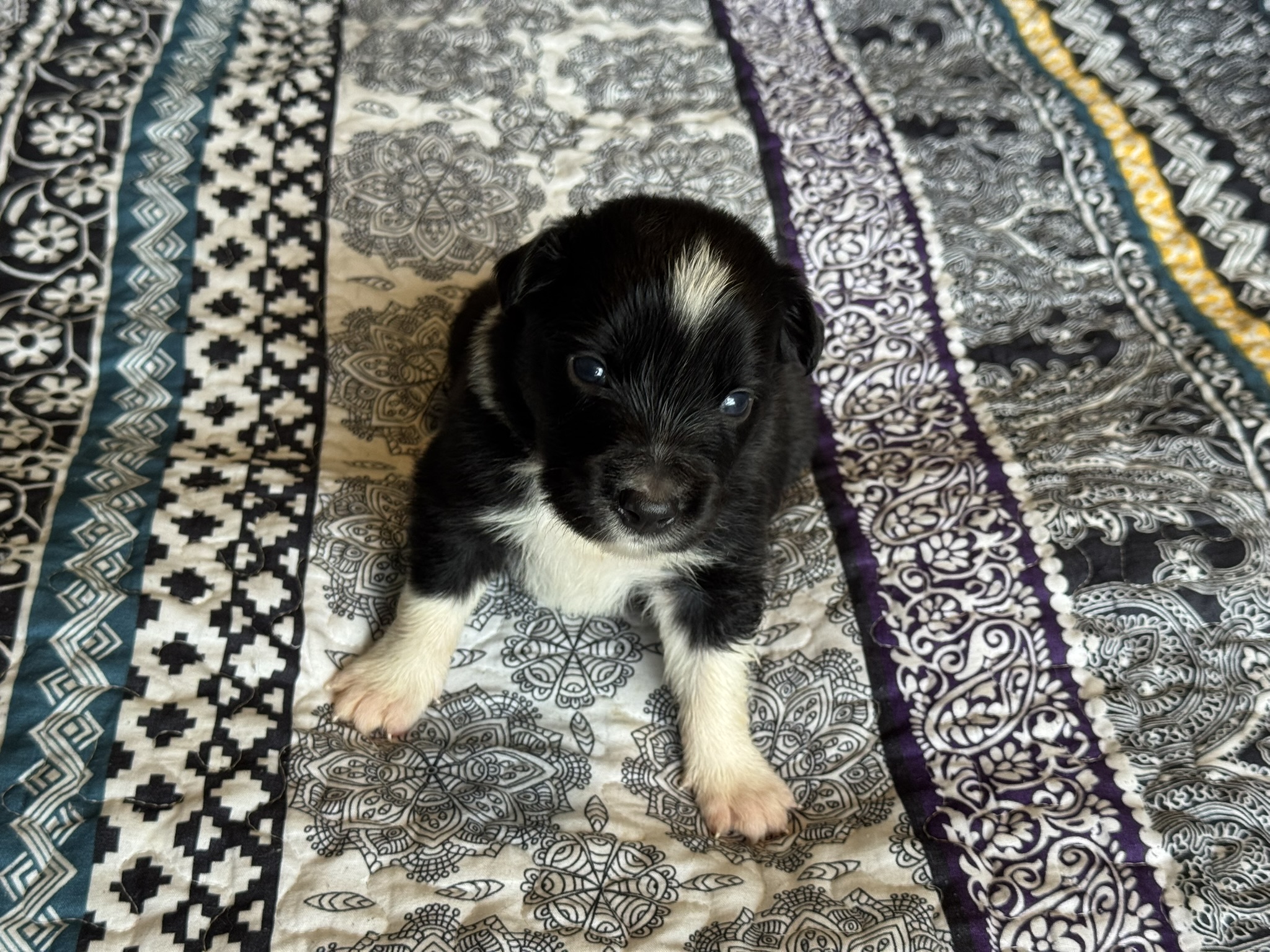 Cali