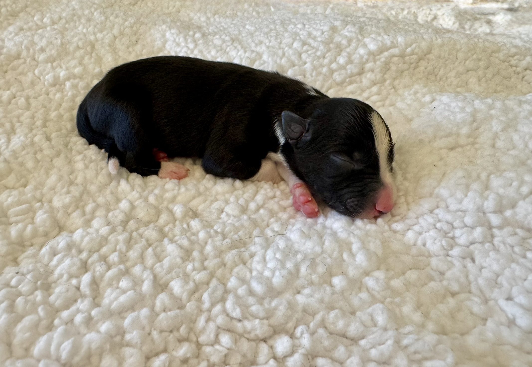 Casper