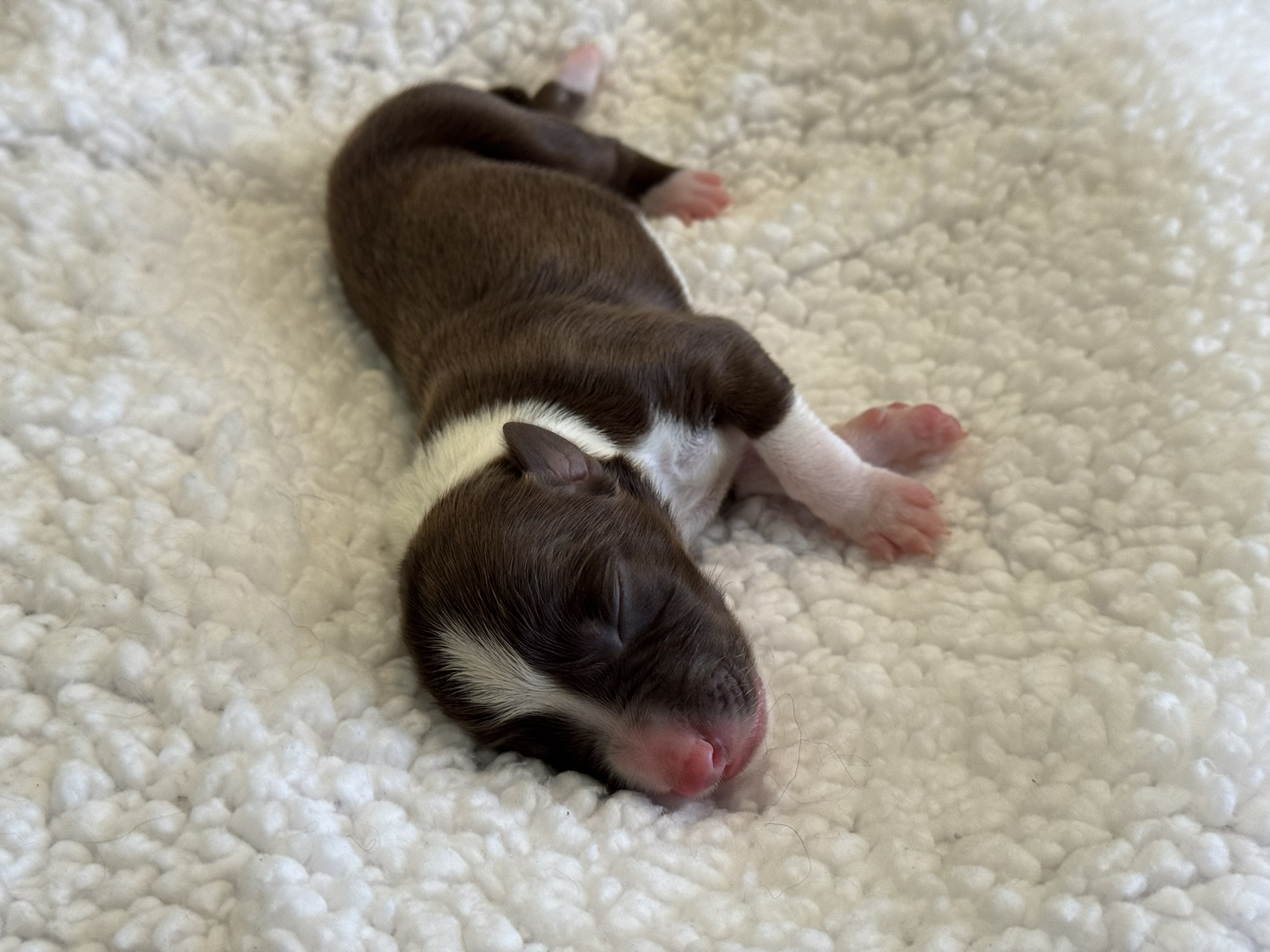 Twix