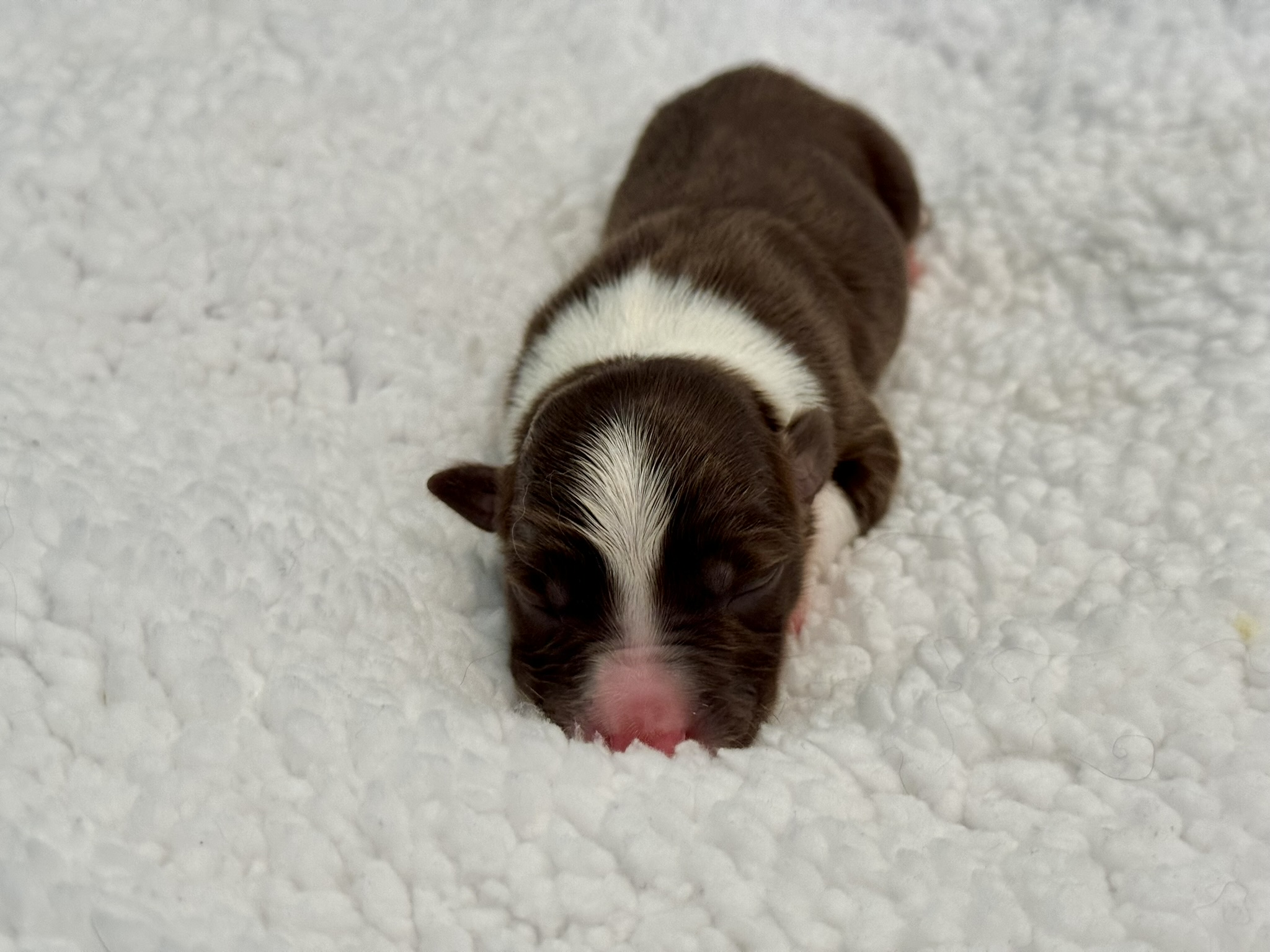 Twix