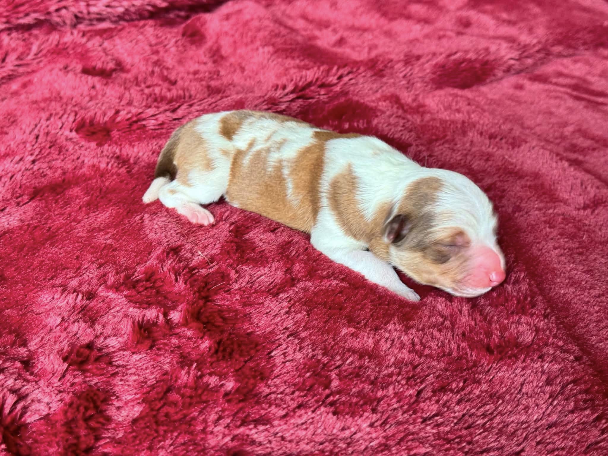 Ginger